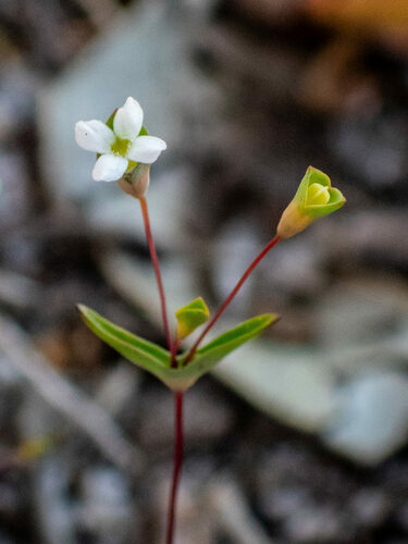 Mitrasacme elata