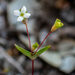 Phyllangium paradoxum - Photo (c) Caroline Telfer, some rights reserved (CC BY-NC), uploaded by Caroline Telfer