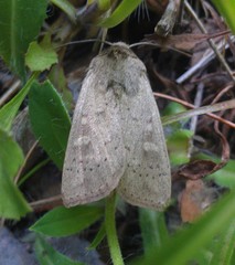 Leucania pseudargyria