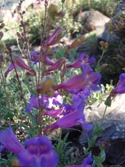 Penstemon azureus