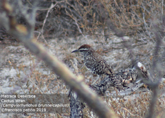 Campylorhynchus brunneicapillus