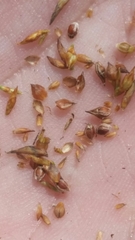 Rhynchospora pineticola