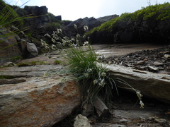 Alpine Wood-rush (Oreochloa disticha)