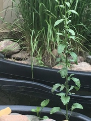 Sylvilagus floridanus