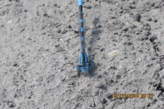 Enallagma carunculatum