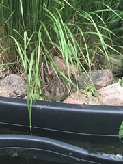 Sylvilagus floridanus