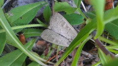 Leucania pseudargyria