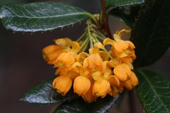 Berberis serrato-dentata