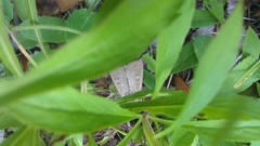 Leucania pseudargyria