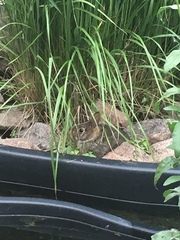 Sylvilagus floridanus