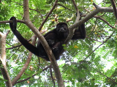 Alouatta