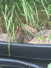 Sylvilagus floridanus