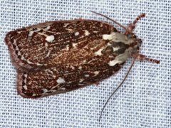 Euchaetis metallota