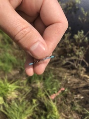 Coenagrion interrogatum