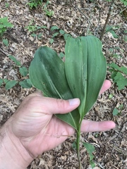 Convallaria pseudomajalis