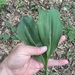 Convallaria pseudomajalis - Photo (c) Dwayne Estes, algunos derechos reservados (CC BY-NC), subido por Dwayne Estes