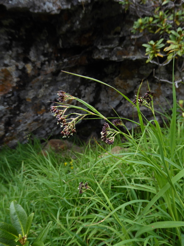 Image of Alpine Woodrush (Luzula alpinopilosa) by (c) Hardy Smallfeat, some rights reserved (CC BY)