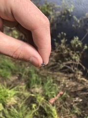 Coenagrion interrogatum