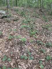 Convallaria pseudomajalis