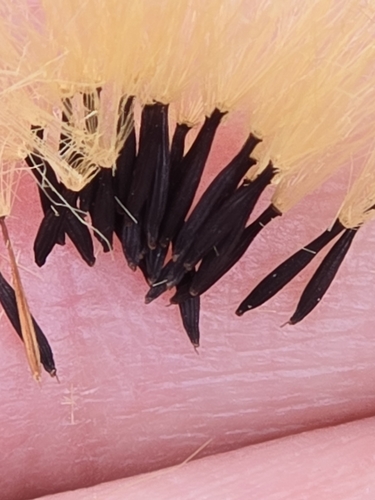 Image of Hieracium gronovii by no rights reserved