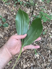 Convallaria pseudomajalis