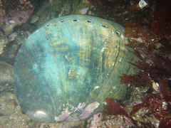 Haliotis cracherodii