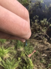 Coenagrion interrogatum