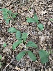 Convallaria pseudomajalis