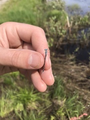 Coenagrion interrogatum
