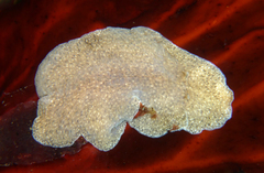 Kaburakia excelsa
