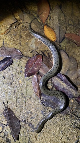 Chinese Water Snake