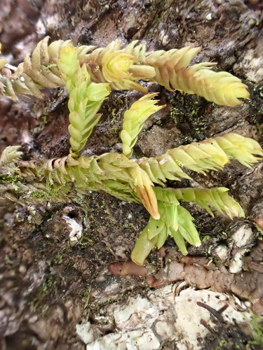 Pleurozia subinflata