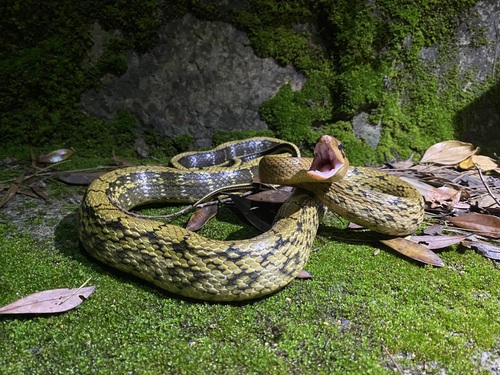 Chinese Beauty Snake