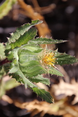 Centaurea benedicta