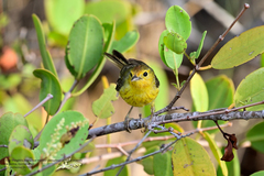 Setophaga petechia bryanti