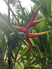 Heliconia × rauliniana