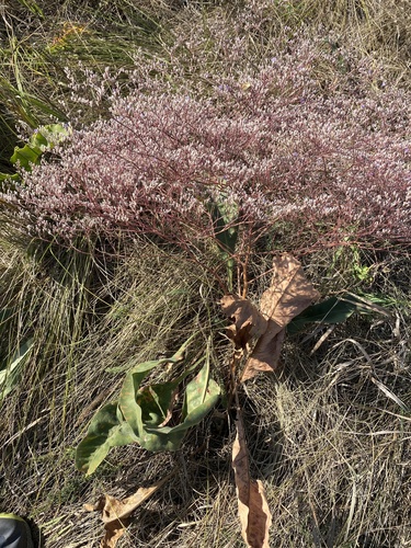 Image of Limonium platyphyllum by (c) Stanislav Murashkin, some rights reserved (CC BY)