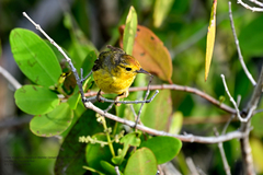 Setophaga petechia bryanti