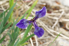 Iris hookeri