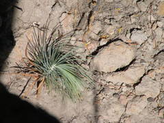 Pinus maximartinezii