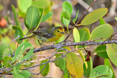 Setophaga petechia bryanti