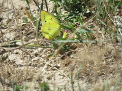 Colias erate