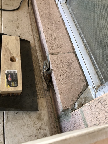 iNaturalist observation photo of Desert Spiny Lizard