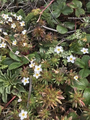 Leptosiphon rosaceus