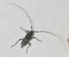 Acanthocinus pusillus