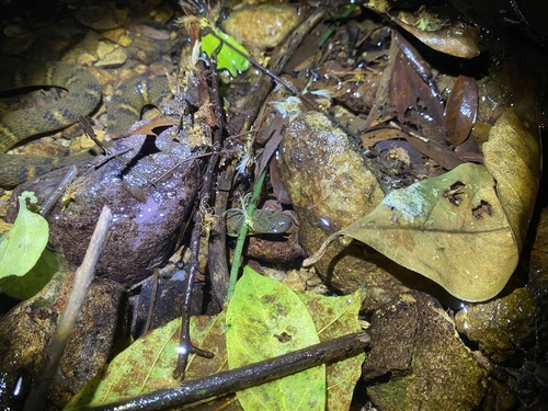 Opisthotropis laui