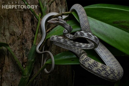 Photo of a Spotted Whipsnake (Ahaetulla fasciolata)