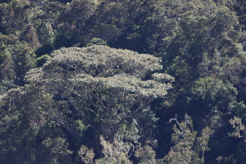 Parasol tree (Polyscias fulva)