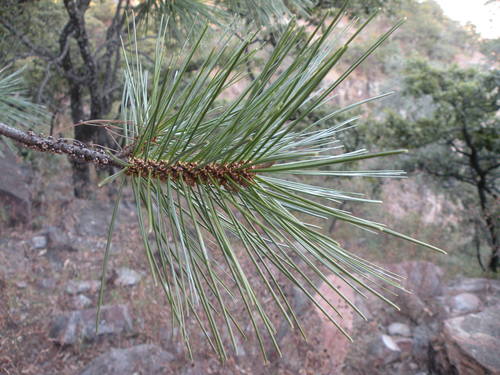 Image of Big-Cone Pinyon (Pinus maximartinezii) by (c) M. Socorro González Elizondo, some rights reserved (CC BY-SA)