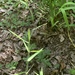 Panicum acuminatum acuminatum - Photo (c) Dwayne Estes, algunos derechos reservados (CC BY-NC), subido por Dwayne Estes